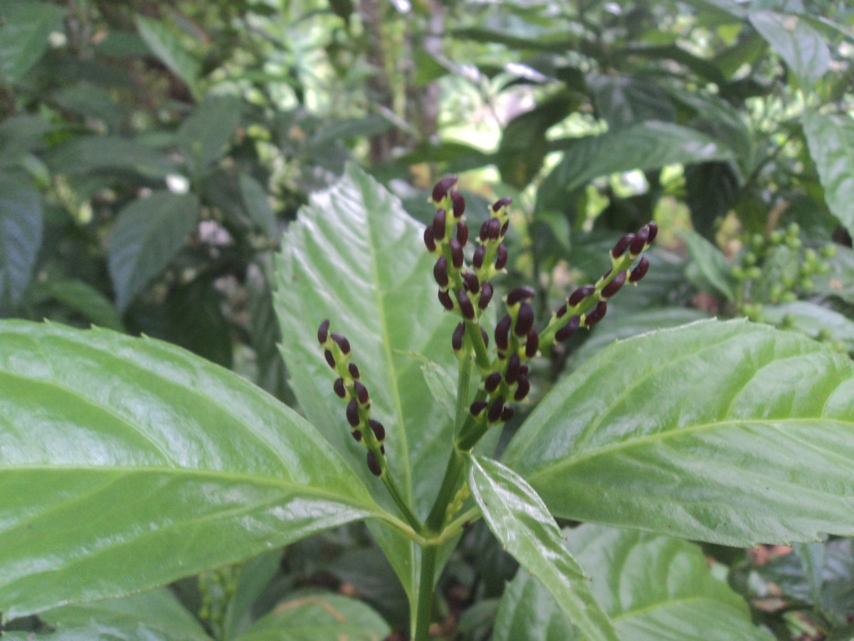 Sarcandra glabra (Thunb.) Nakai